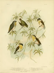 Diamant à quarante taches ou Pardalote à quarante taches, 1891